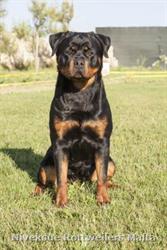 Female Rottweiler - Nivekrottweilers.com Rottweilers Malta