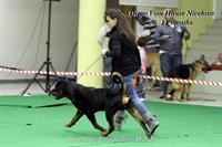 Sold Dogs Ch.DIEGO VOM HAUSE NIVEKSUE Nivekrottweilers.com