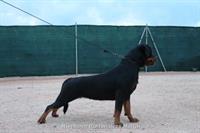 Sold Dogs - Nivekrottweilers.com Rottweilers Malta