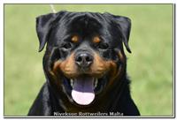 Sold Dogs - Nivekrottweilers.com Rottweilers Malta
