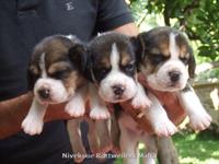 Beagle Beagle puppies  Nivekrottweilers.com