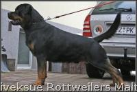 Stud Dogs Danjo von der Tonberger Höhe  Nivekrottweilers.com